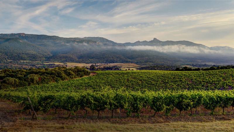 Le Clos Canarelli, vins bio d'exception Corse, disponibles à la Grande Cave et sur Vinsetchampagnes.fr